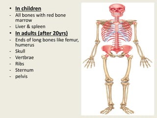• In children
- All bones with red bone
marrow
- Liver & spleen
• In adults (after 20yrs)
- Ends of long bones like femur,
humerus
- Skull
- Vertbrae
- Ribs
- Sternum
- pelvis
 