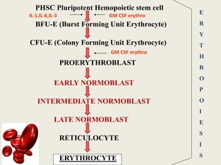 PHSC Pluripotent Hemopoietic stem cell
BFU-E (Burst Forming Unit Erythrocyte)
CFU-E (Colony Forming Unit Erythrocyte)
PROERYTHROBLAST
EARLY NORMOBLAST
INTERMEDIATE NORMOBLAST
LATE NORMOBLAST
RETICULOCYTE
ERYTHROCYTE
ERYTHROCYTE
E
R
Y
T
H
R
O
P
O
I
E
S
I
S
GM CSF erythro
IL-1,IL-6,IL-3
GM CSF erythro
 