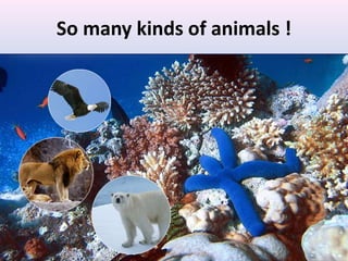 So many kinds of animals !
Animals pictures- birds, snake, elephant, tiger etc.
 