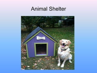 Animal Shelter
 