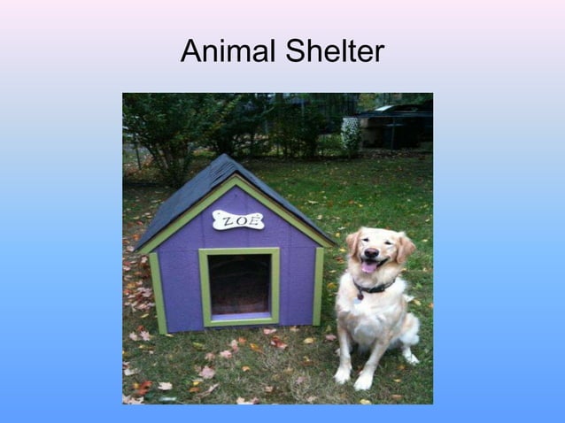 Animals Shelter