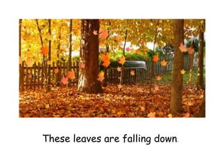 These leaves are falling down.
 