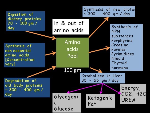 Amino acid pool And Nitrogen Balance