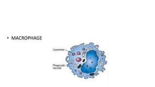 • MACROPHAGE
 