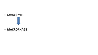 • MONOCYTE
• MACROPHAGE
 