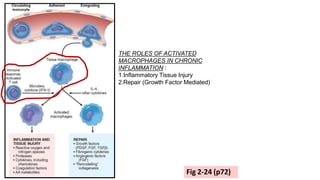 THE ROLES OF ACTIVATED
MACROPHAGES IN CHRONIC
INFLAMMATION :
1.Inflammatory Tissue Injury
2.Repair (Growth Factor Mediated)
Fig 2-24 (p72)
 