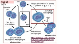 MACROPHAGE-LYMPHOCYTE
INTERACTIONS IN CHRONIC
INFLAMMATION :
Fig 2-25
(p73)
 