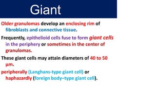 Giant
Cells
Older granulomas develop an enclosing rim of
fibroblasts and connective tissue.
Frequently, epithelioid cells fuse to form giant cells
in the periphery or sometimes in the center of
granulomas.
These giant cells may attain diameters of 40 to 50
μm.
peripherally (Langhans-type giant cell) or
haphazardly (foreign body–type giant cell).
 