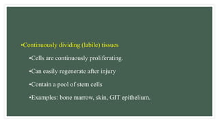 •Continuously dividing (labile) tissues
•Cells are continuously proliferating.
•Can easily regenerate after injury
•Contain a pool of stem cells
•Examples: bone marrow, skin, GIT epithelium.
 