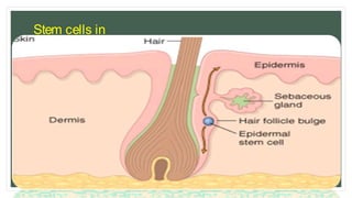 Stem cells in
skin
 