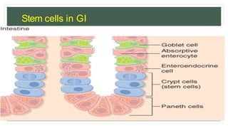 Stem cells in GI
epithelium
 