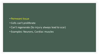 • Permeant tissue
• Cells can't proliferate
• Can't regenerate (So injury always lead to scar)
• Examples: Neurons, Cardiac muscles
 