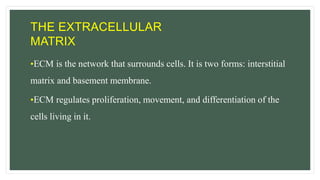 THE EXTRACELLULAR
MATRIX
•ECM is the network that surrounds cells. It is two forms: interstitial
matrix and basement membrane.
•ECM regulates proliferation, movement, and differentiation of the
cells living in it.
 