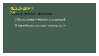 REGENERATI
ON
Occurs all the time in labile tissues
Cells are constantly being lost and replaced
If demand increases, supply increases easily
 