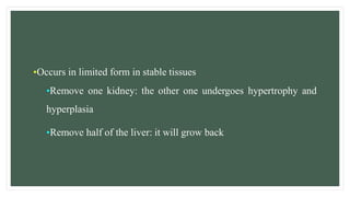 •Occurs in limited form in stable tissues
•Remove one kidney: the other one undergoes hypertrophy and
hyperplasia
•Remove half of the liver: it will grow back
 