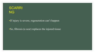 SCARRI
NG
•If injury is severe, regeneration can’t happen
•So, fibrosis (a scar) replaces the injured tissue
 