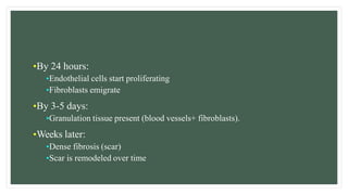 •By 24 hours:
•Endothelial cells start proliferating
•Fibroblasts emigrate
•By 3-5 days:
•Granulation tissue present (blood vessels+ fibroblasts).
•Weeks later:
•Dense fibrosis (scar)
•Scar is remodeled over time
 