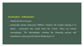 Second phase - Inflammation
• Within the first 6-8 hours
• polymorph nuclear leukocytes (PMNs) “cleanse” the wound, clearing it of
debris , monocytes also exude from the vessels. These are termed
macrophages. The macrophages continue the cleansing process and
manufacture various growth factors during days 3-4.
 
