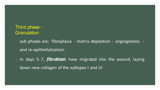 Third phase -
Granulation
sub phases are: fibroplasia - matrix deposition - angiogenesis -
and re-epithelialization
• In days 5- 7, fibroblasts have migrated into the wound, laying
down new collagen of the subtypes I and III
 