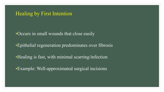 Healing by First Intention
•Occurs in small wounds that close easily
•Epithelial regeneration predominates over fibrosis
•Healing is fast, with minimal scarring/infection
•Example: Well-approximated surgical incisions
 