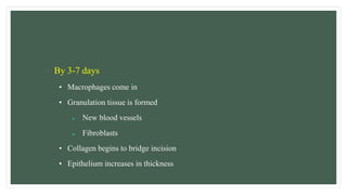 • By 3-7 days
• Macrophages come in
• Granulation tissue is formed
 New blood vessels
 Fibroblasts
• Collagen begins to bridge incision
• Epithelium increases in thickness
 