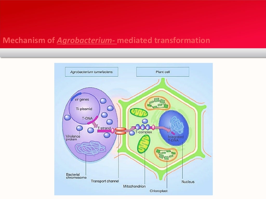 Methods of Gene Transfer