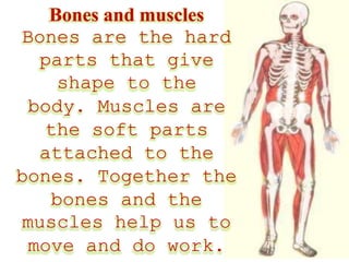 Bones and muscles
Bones are the hard
parts that give
shape to the
body. Muscles are
the soft parts
attached to the
bones. Together the
bones and the
muscles help us to
move and do work.
 