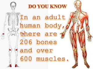 DO YOU KNOW
In an adult
human body,
there are
206 bones
and over
600 muscles.
 