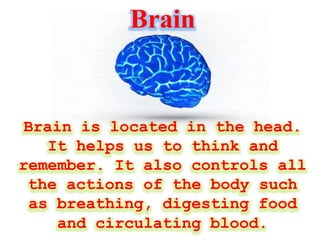 Brain
Brain is located in the head.
It helps us to think and
remember. It also controls all
the actions of the body such
as breathing, digesting food
and circulating blood.
 