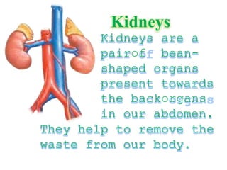 Kidneys
Kidneys are a
pairof bean-
shaped organs
present towards
the backorgans
in our abdomen.
They help to remove the
waste from our body.
 