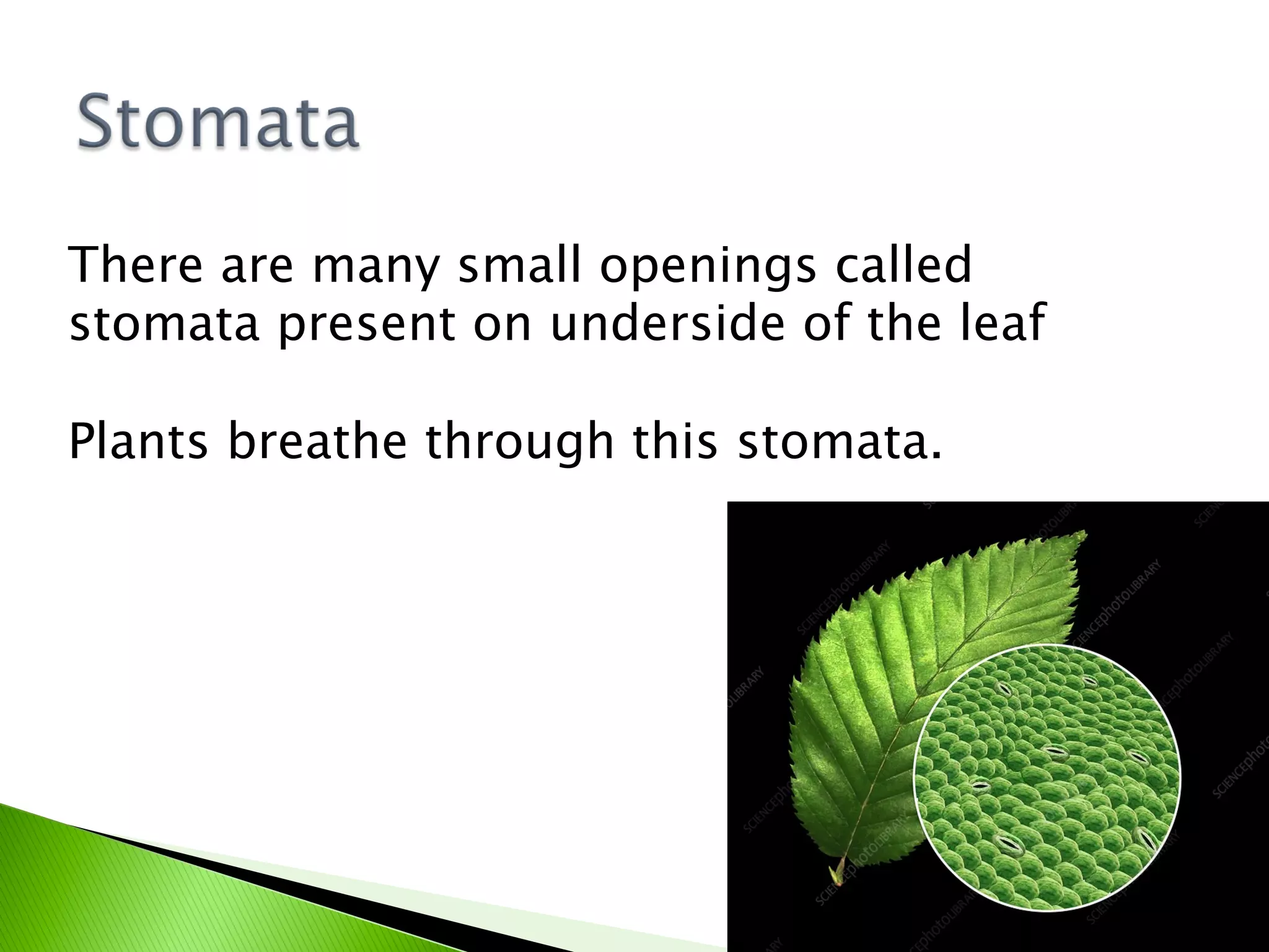 Green plants- the food producers | PPT