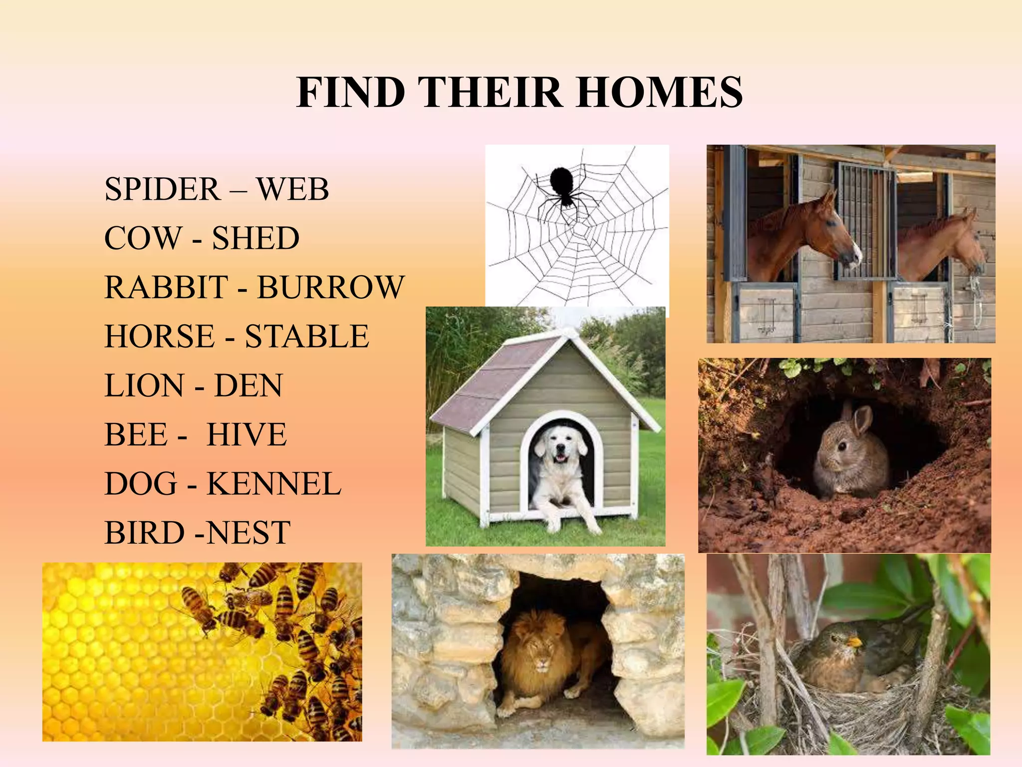 FIND THEIR HOMES
SPIDER – WEB
COW - SHED
RABBIT - BURROW
HORSE - STABLE
LION - DEN
BEE - HIVE
DOG - KENNEL
BIRD -NEST
 