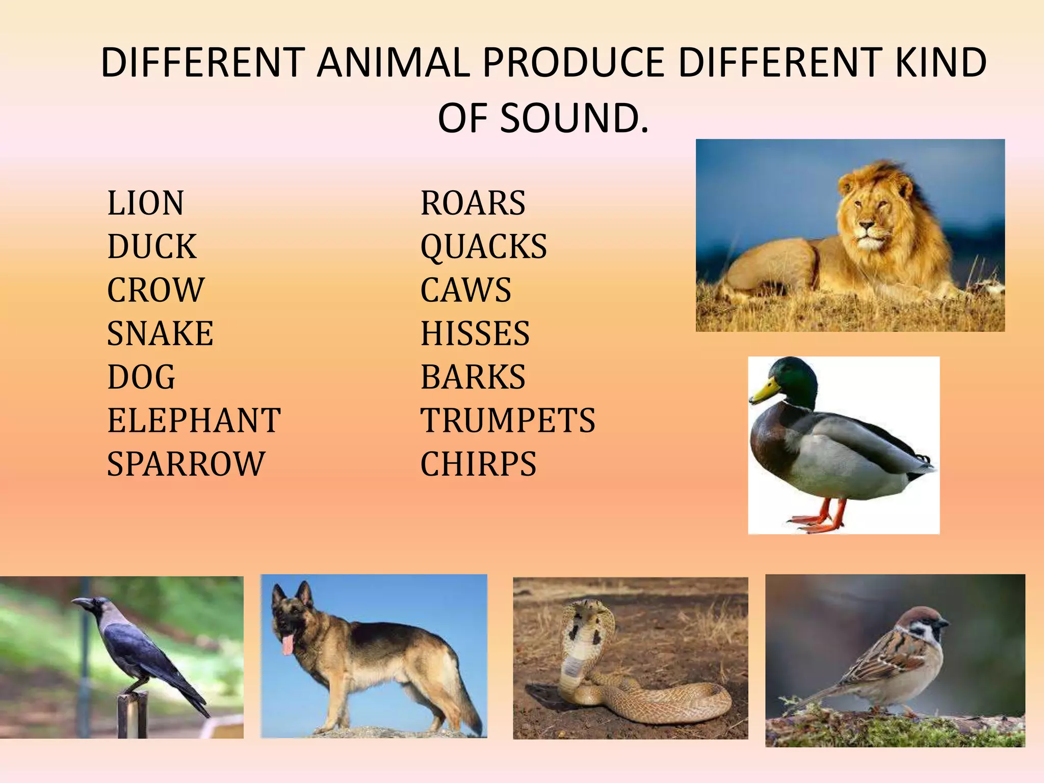 DIFFERENT ANIMAL PRODUCE DIFFERENT KIND
OF SOUND.
LION ROARS
DUCK QUACKS
CROW CAWS
SNAKE HISSES
DOG BARKS
ELEPHANT TRUMPETS
SPARROW CHIRPS
 