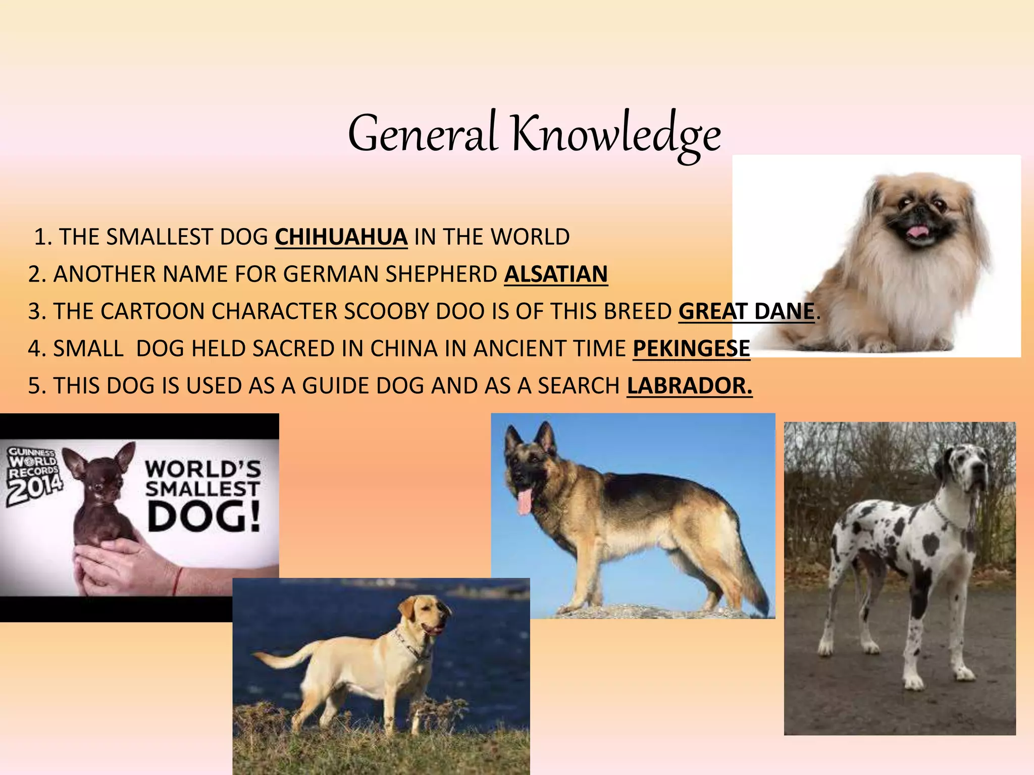 General Knowledge
1. THE SMALLEST DOG CHIHUAHUA IN THE WORLD
2. ANOTHER NAME FOR GERMAN SHEPHERD ALSATIAN
3. THE CARTOON CHARACTER SCOOBY DOO IS OF THIS BREED GREAT DANE.
4. SMALL DOG HELD SACRED IN CHINA IN ANCIENT TIME PEKINGESE
5. THIS DOG IS USED AS A GUIDE DOG AND AS A SEARCH LABRADOR.
 