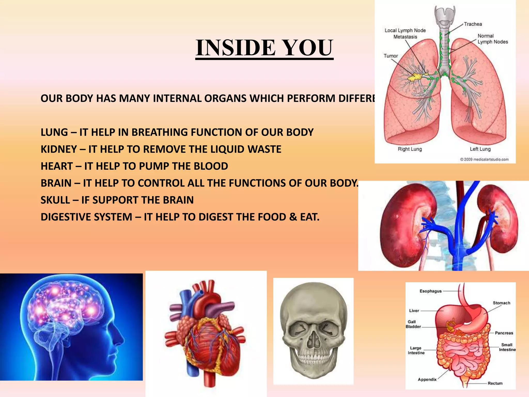 INSIDE YOU
OUR BODY HAS MANY INTERNAL ORGANS WHICH PERFORM DIFFERENT ACTIVITIES.
LUNG – IT HELP IN BREATHING FUNCTION OF OUR BODY
KIDNEY – IT HELP TO REMOVE THE LIQUID WASTE
HEART – IT HELP TO PUMP THE BLOOD
BRAIN – IT HELP TO CONTROL ALL THE FUNCTIONS OF OUR BODY.
SKULL – IF SUPPORT THE BRAIN
DIGESTIVE SYSTEM – IT HELP TO DIGEST THE FOOD & EAT.
 