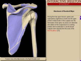 Class 5 Ap1 Muscles | PPT