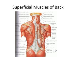 Class 5 Ap1 Muscles | PPT