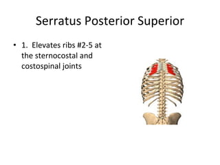 Class 5 Ap1 Muscles | PPT