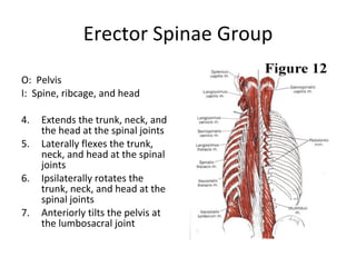 Class 5 Ap1 Muscles | PPT