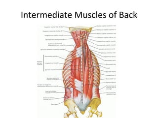 Class 5 Ap1 Muscles | PPT