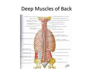 Class 5 Ap1 Muscles | PPT