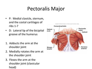 Class 5 Ap1 Muscles | PPT