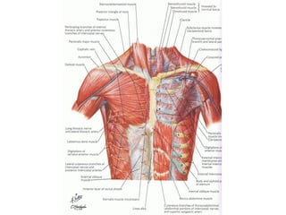 Class 5 Ap1 Muscles | PPT
