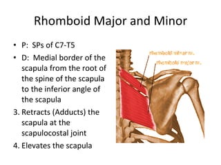Class 5 Ap1 Muscles | PPT
