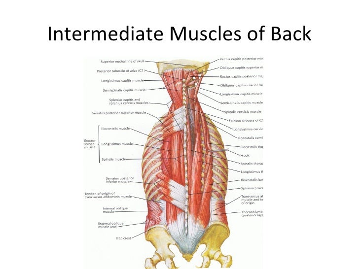 Class 5 Ap1 Muscles