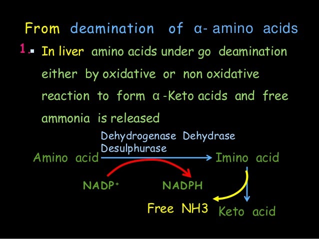 Formation and fate of ammonia