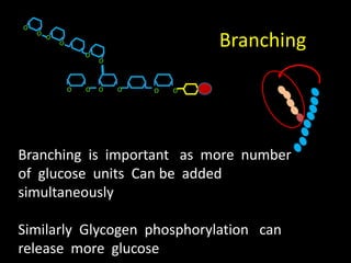 OOOOOO
Branching is important as more number
of glucose units Can be added
simultaneously
Similarly Glycogen phosphorylation can
release more glucose
Branching
 