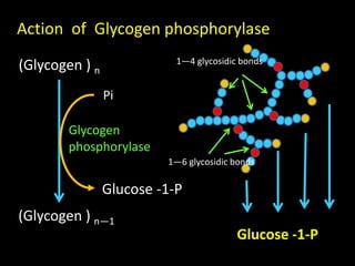 (Glycogen ) n
(Glycogen ) n—1
Pi
Glycogen
phosphorylase
Glucose -1-P
1—4 glycosidic bonds
1—6 glycosidic bonds
Glucose -1-P
Action of Glycogen phosphorylase
 