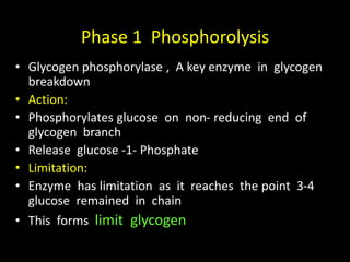 Phase 1 Phosphorolysis
• Glycogen phosphorylase , A key enzyme in glycogen
breakdown
• Action:
• Phosphorylates glucose on non- reducing end of
glycogen branch
• Release glucose -1- Phosphate
• Limitation:
• Enzyme has limitation as it reaches the point 3-4
glucose remained in chain
• This forms limit glycogen
 