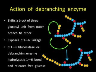 Action of debranching enzyme
• Shifts a block of three
glucosyl unit from outer
branch to other
• Exposes α 1—6 linkage
• α 1—6 Glucosidase or
debranching enzyme
hydrolyses α 1—6 bond
and releases free glucose
 